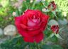 Christine's Dream rose photo