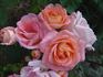 Deb's Delight rose photo