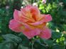 Elizabeth Scholtz rose photo