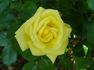 Katherine Loker rose photo