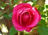 Lady Mitchell rose photo