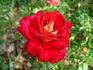 Pompeii rose photo