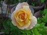 Sixteen Candles rose photo