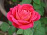 Star of the Nile ™ rose photo