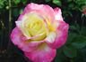 Success Story rose photo
