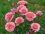 Bayonne rose photo
