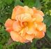 Bob Greaves rose photo