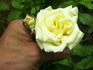 Lady Mary Corry rose photo