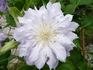 Chalcedony clematis photo