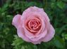 Amorous rose photo