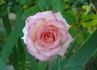 Laguna rose photo