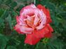 Sanka rose photo