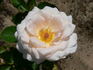 Lod. Lavki rose photo
