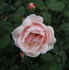 Kitty's Rose rose photo