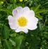 R. tomentella rose photo