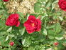 Red Hat Lady rose photo
