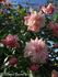 Miss Helyett rose photo