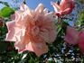 Miss Helyett rose photo