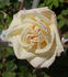 Madame Pierre Perny rose photo