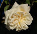 Madame Pierre Perny rose photo