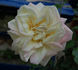 Madame Pierre Perny rose photo