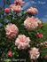 Miss Helyett rose photo