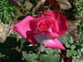 Ville de Villeurbanne ® rose photo