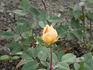 Mademoiselle Jeanne Phillipe rose photo