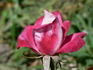 Ville de Villeurbanne ® rose photo