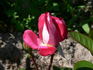 Ville de Villeurbanne ® rose photo