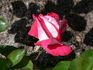 Ville de Villeurbanne ® rose photo