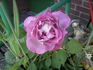 Delphin rose photo