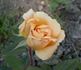 Mademoiselle Jeanne Phillipe rose photo