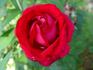 Vino Rosso rose photo