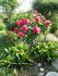 MEIprille rose photo