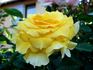 Goldstar rose photo