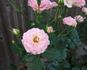Happy Memories rose photo