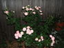 Happy Memories rose photo