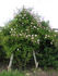 Mutabilis Sport rose photo