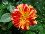 Sganarelle ® rose photo