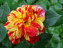 Sganarelle ® rose photo
