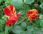 Sganarelle ® rose photo
