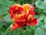 Sganarelle ® rose photo
