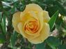 Candlelight ™ (hybrid tea, Swim rose photo