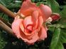 Amelia Renaissance rose photo