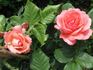 Amelia Renaissance rose photo