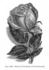 Comtesse de Frigneuse rose photo