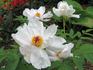 Feng Dan Bai 鳳丹白 peony photo