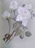 Honorable Edith Gifford rose photo