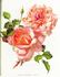 Ernest Metz rose photo